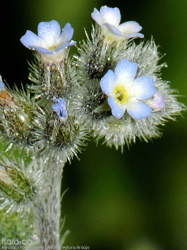 Myosotis ramosissima - Flor (close-up) | Paulo Ventura Araújo; CC BY-NC 4.0