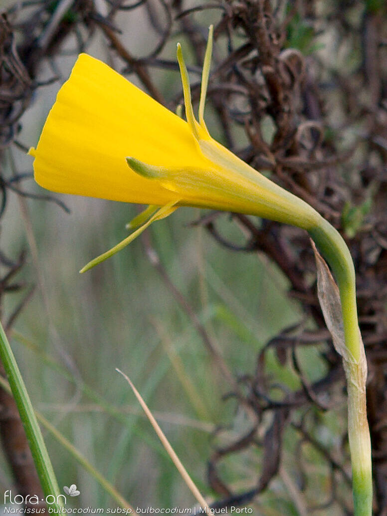 Narcissus bulbocodium - Flor (close-up) | Miguel Porto; CC BY-NC 4.0