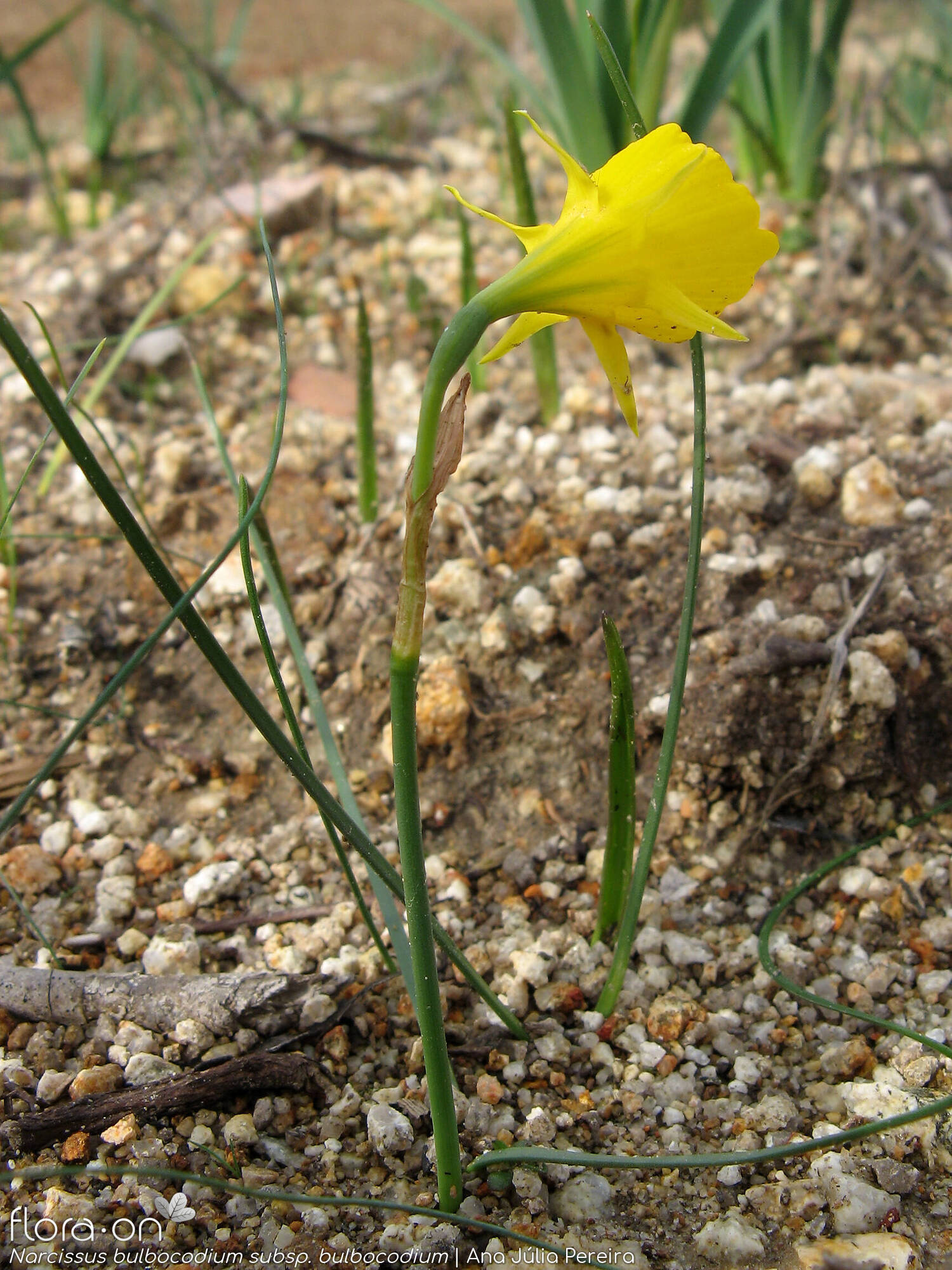 Narcissus bulbocodium - Hábito | Ana Júlia Pereira; CC BY-NC 4.0