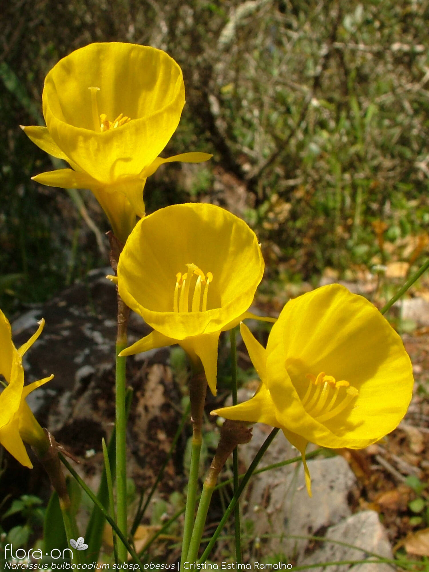 Narcissus bulbocodium - Hábito | Cristina Estima Ramalho; CC BY-NC 4.0