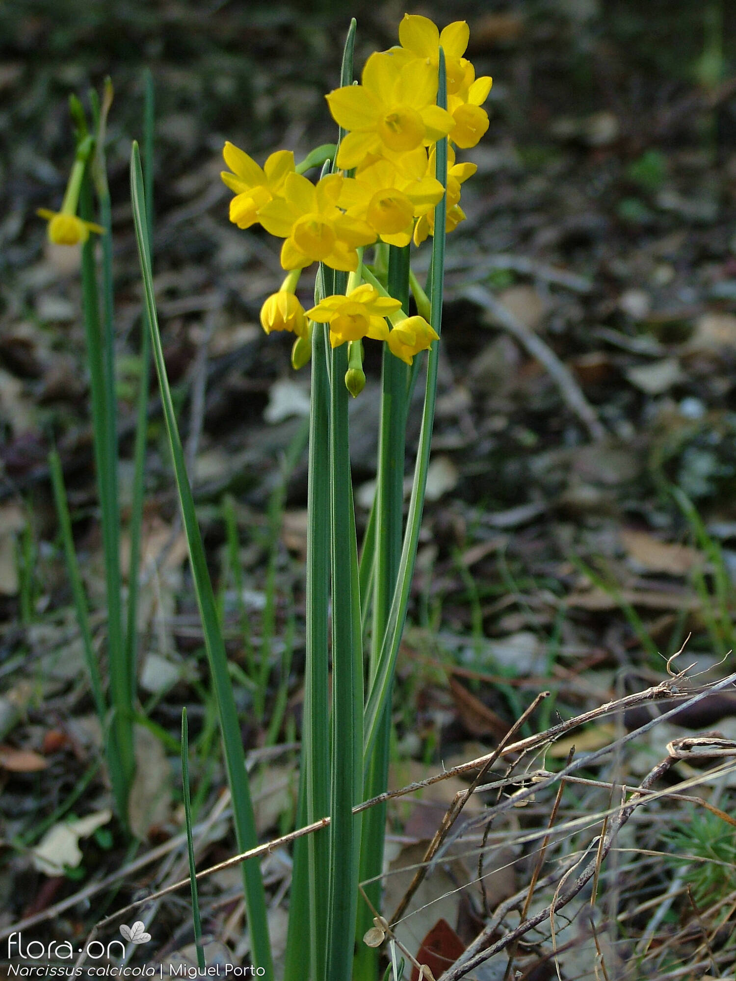 Narcissus calcicola - Hábito | Miguel Porto; CC BY-NC 4.0