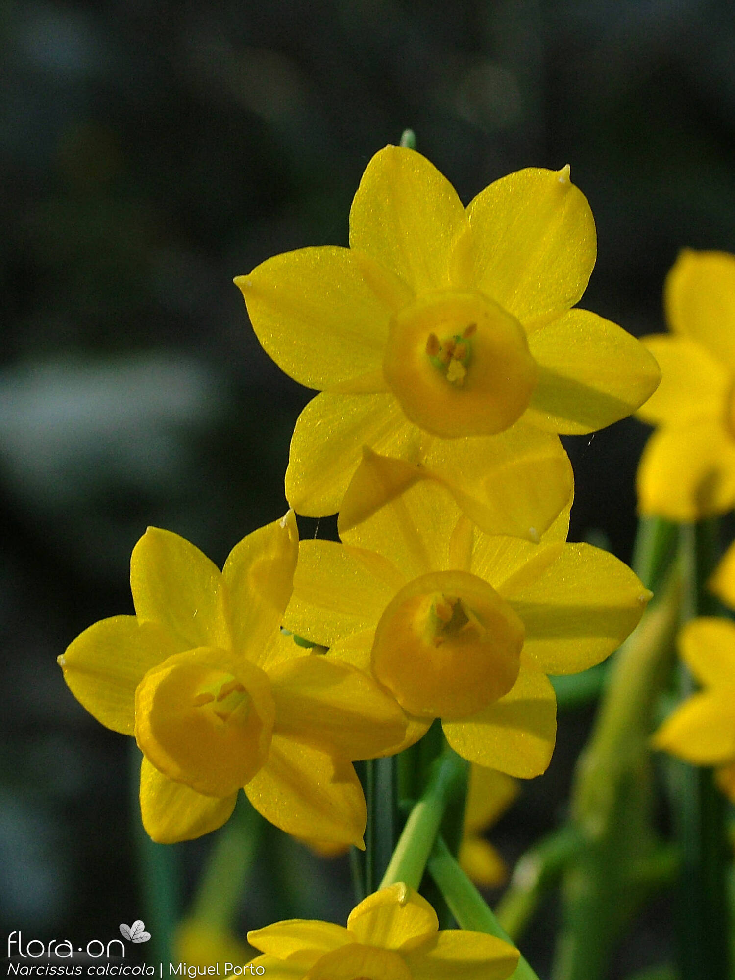 Narcissus calcicola - Flor (close-up) | Miguel Porto; CC BY-NC 4.0