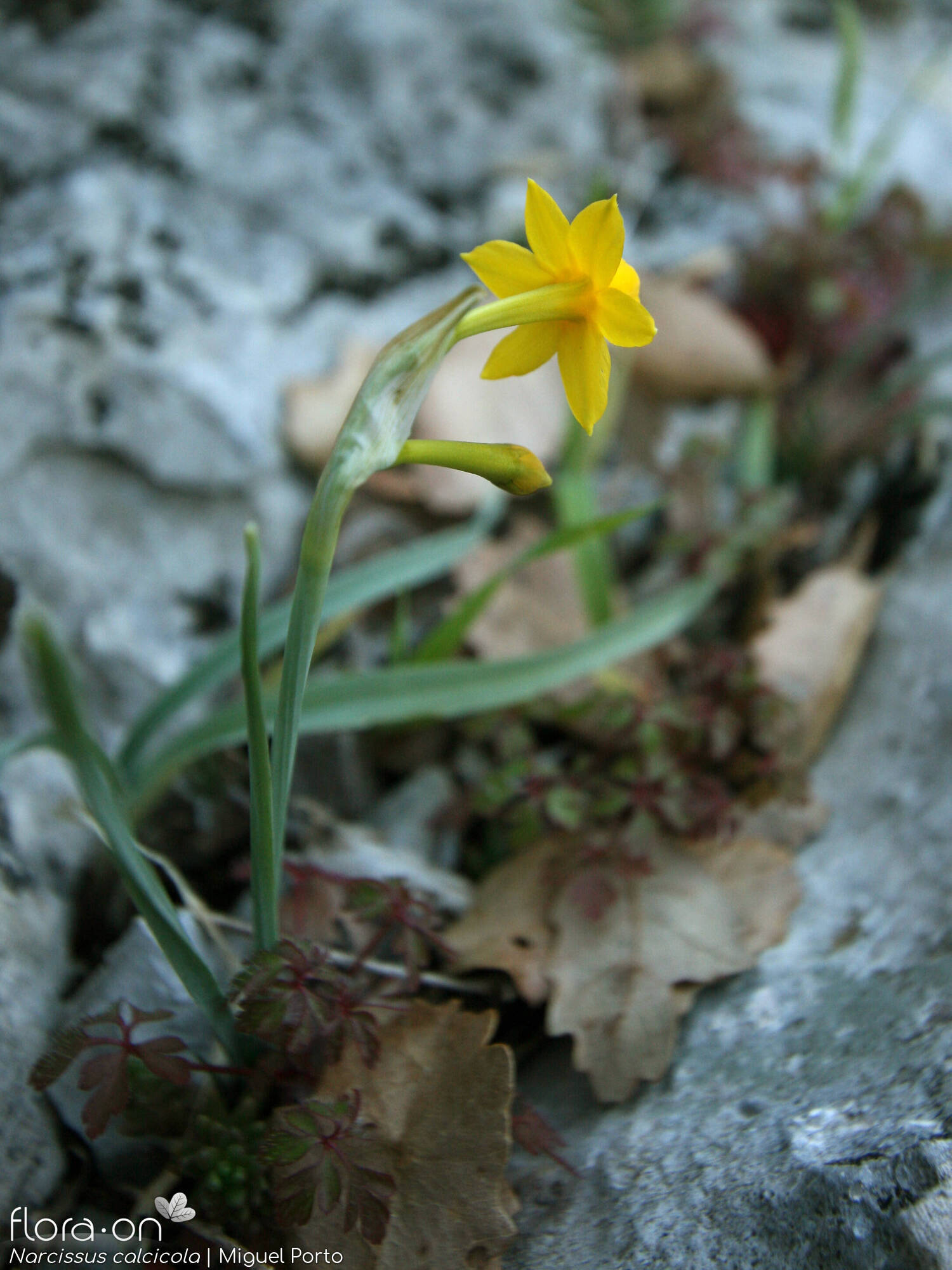Narcissus calcicola - Hábito | Miguel Porto; CC BY-NC 4.0