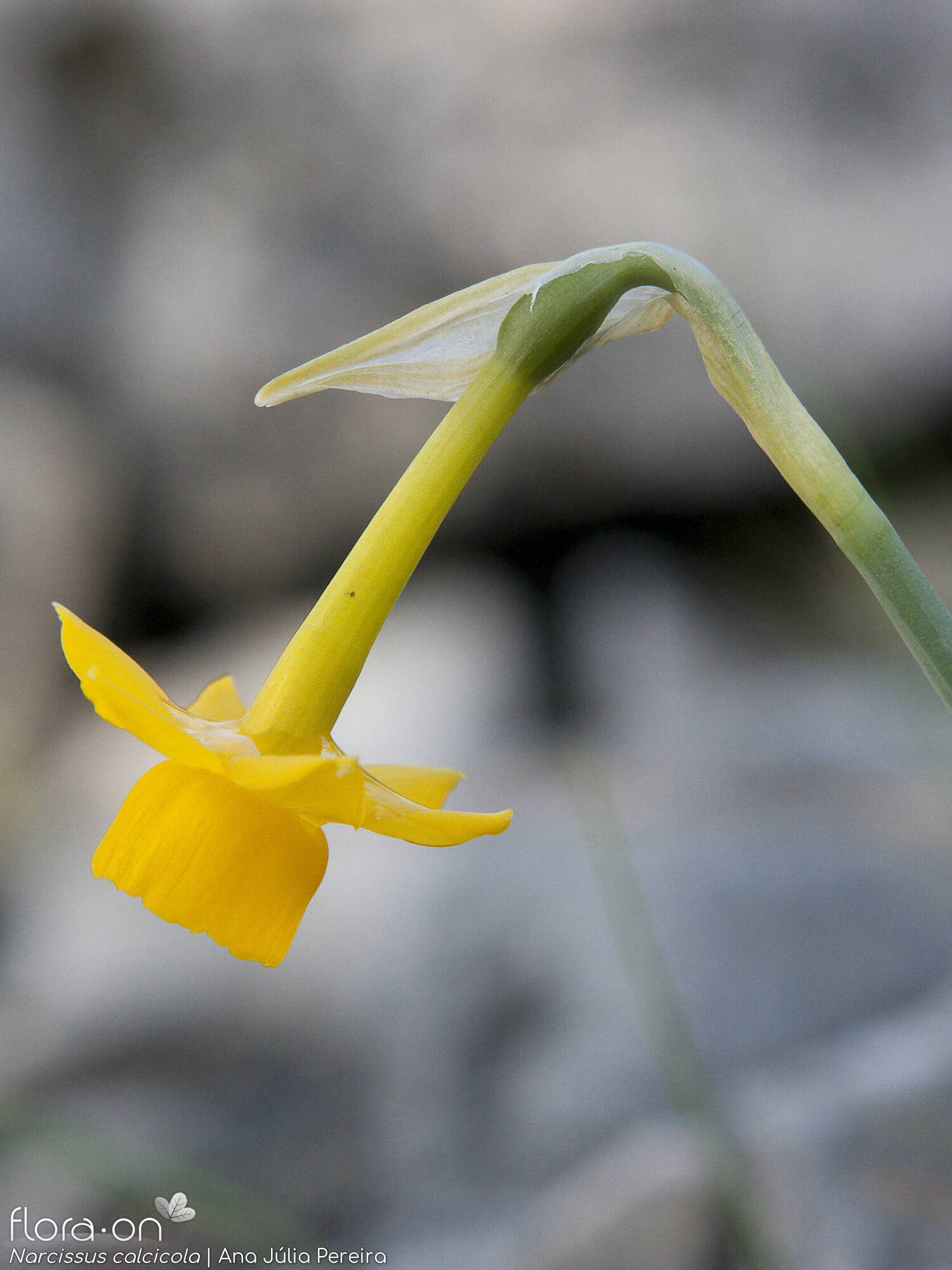 Narcissus calcicola - Flor (close-up) | Ana Júlia Pereira; CC BY-NC 4.0