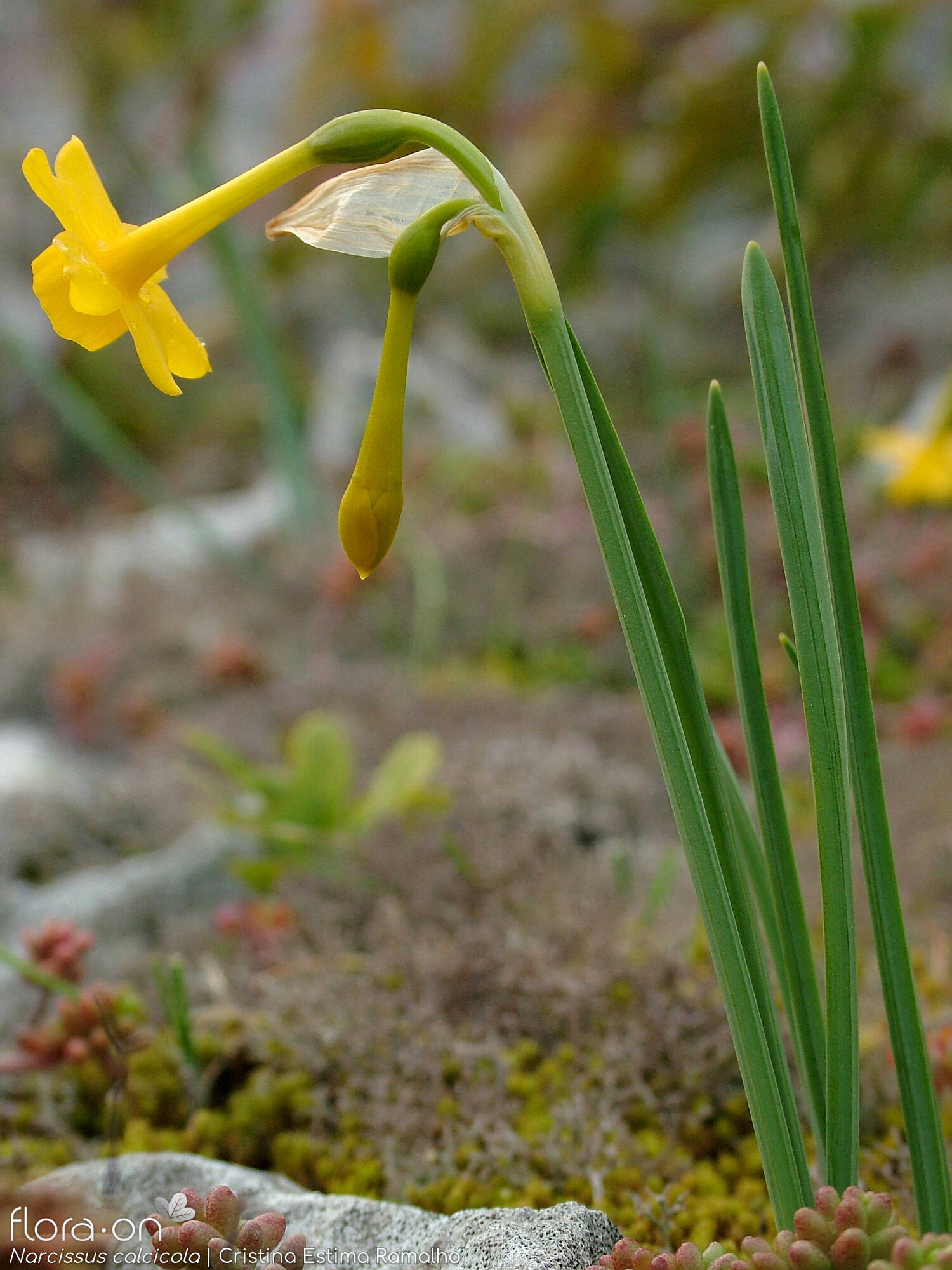 Narcissus calcicola - Hábito | Cristina Estima Ramalho; CC BY-NC 4.0