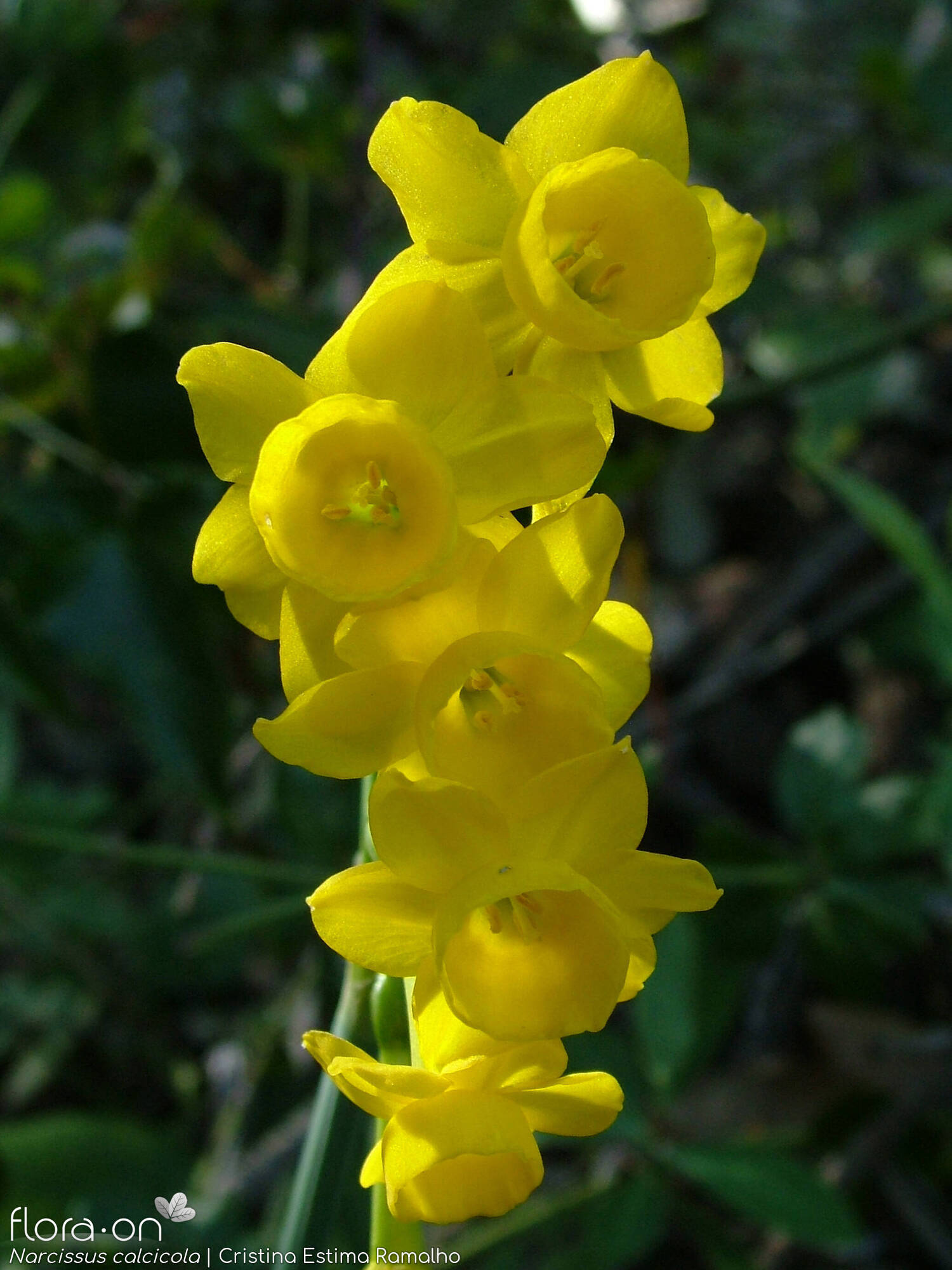 Narcissus calcicola - Flor (geral) | Cristina Estima Ramalho; CC BY-NC 4.0