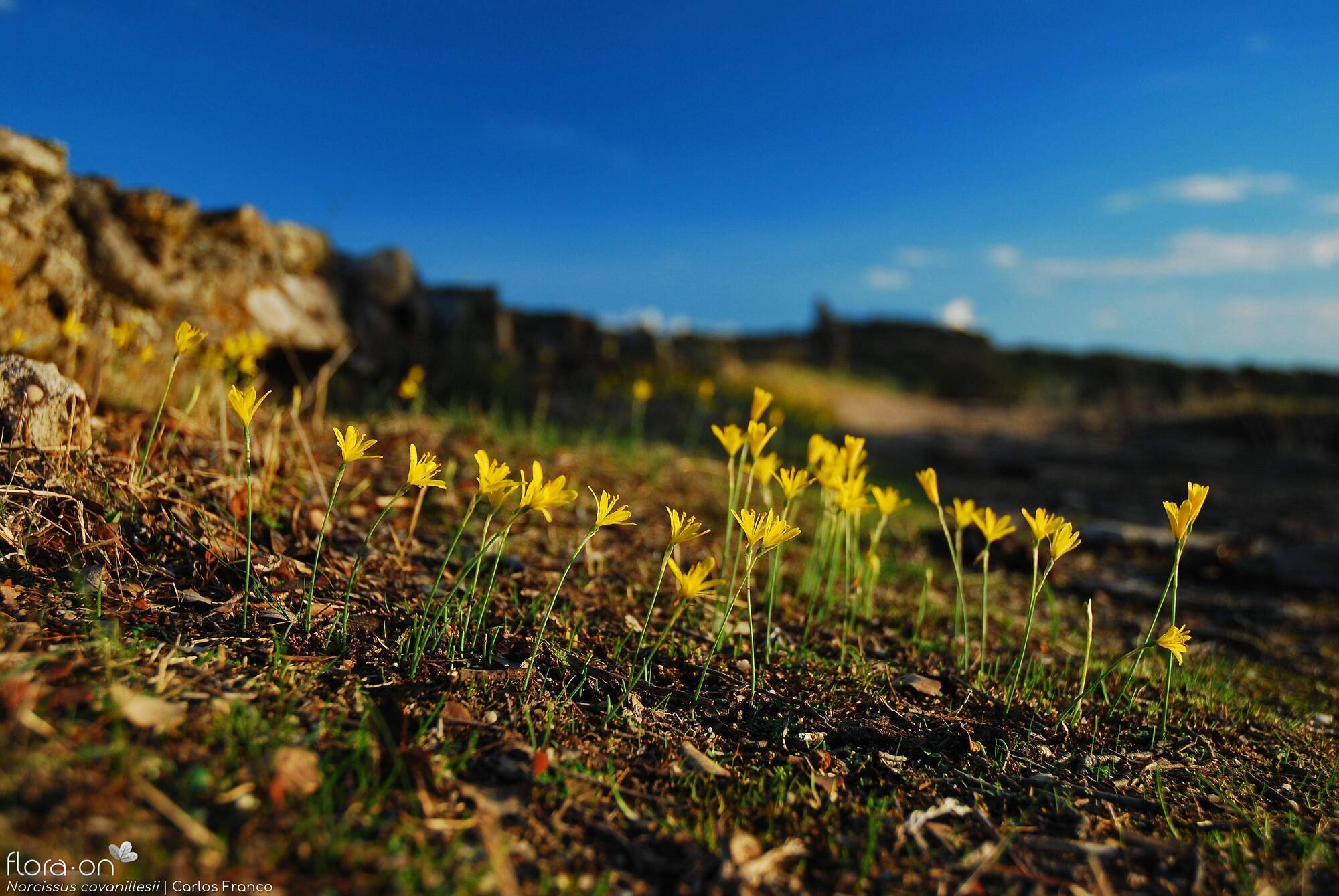 Narcissus cavanillesii - Habitat | Carlos Franco; CC BY-NC 4.0