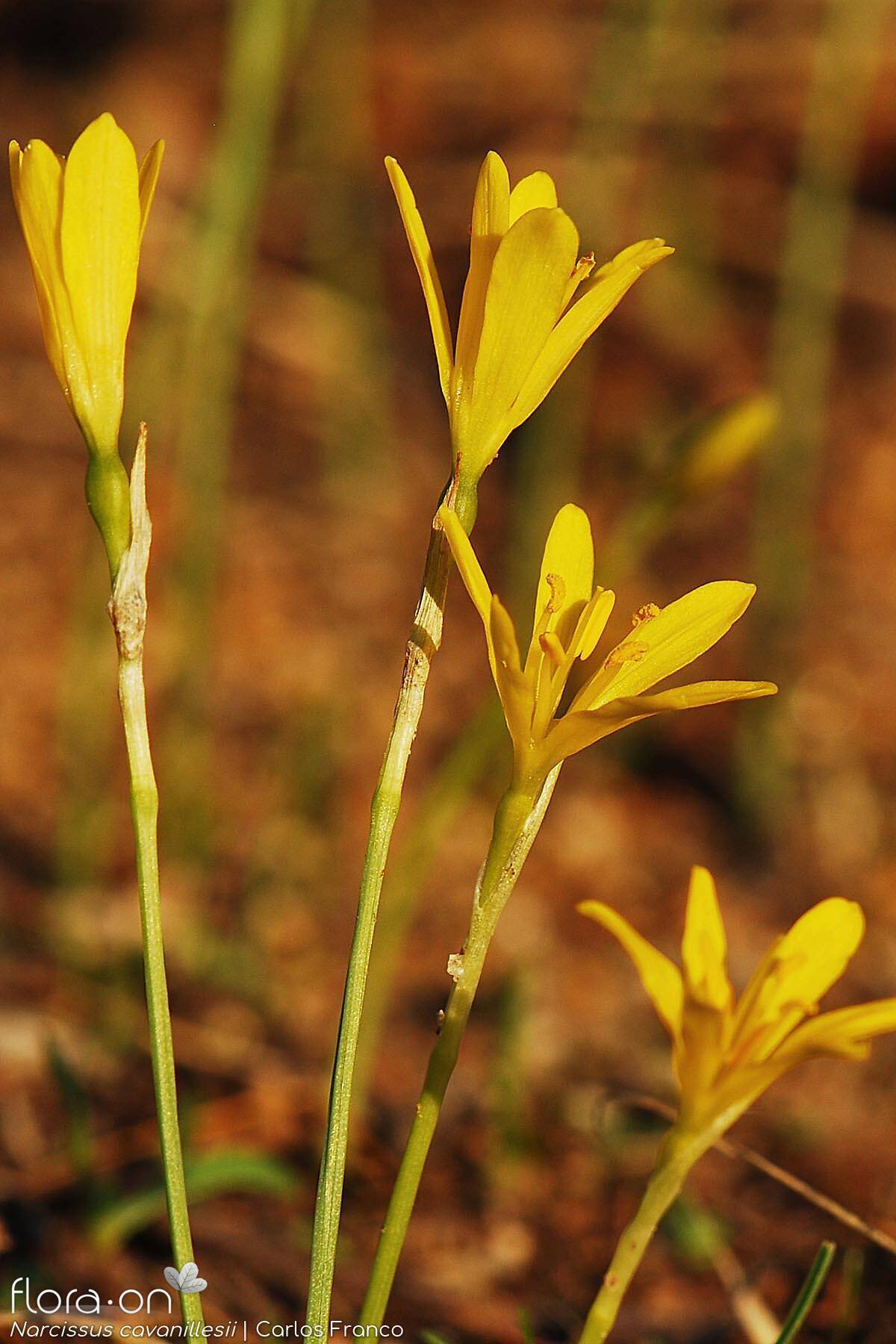 Narcissus cavanillesii - Flor (geral) | Carlos Franco; CC BY-NC 4.0