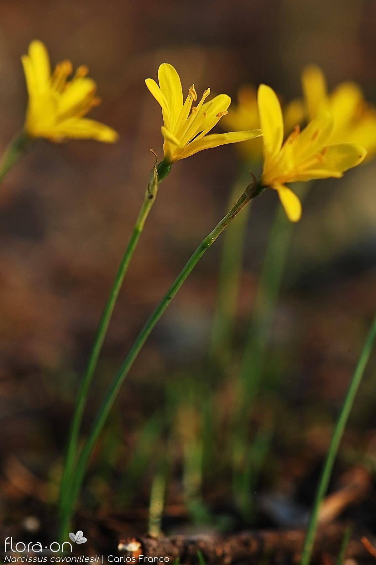 Narcissus cavanillesii - Flor (geral) | Carlos Franco; CC BY-NC 4.0