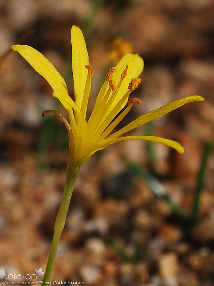 Narcissus cavanillesii - Flor (close-up) | Carlos Franco; CC BY-NC 4.0