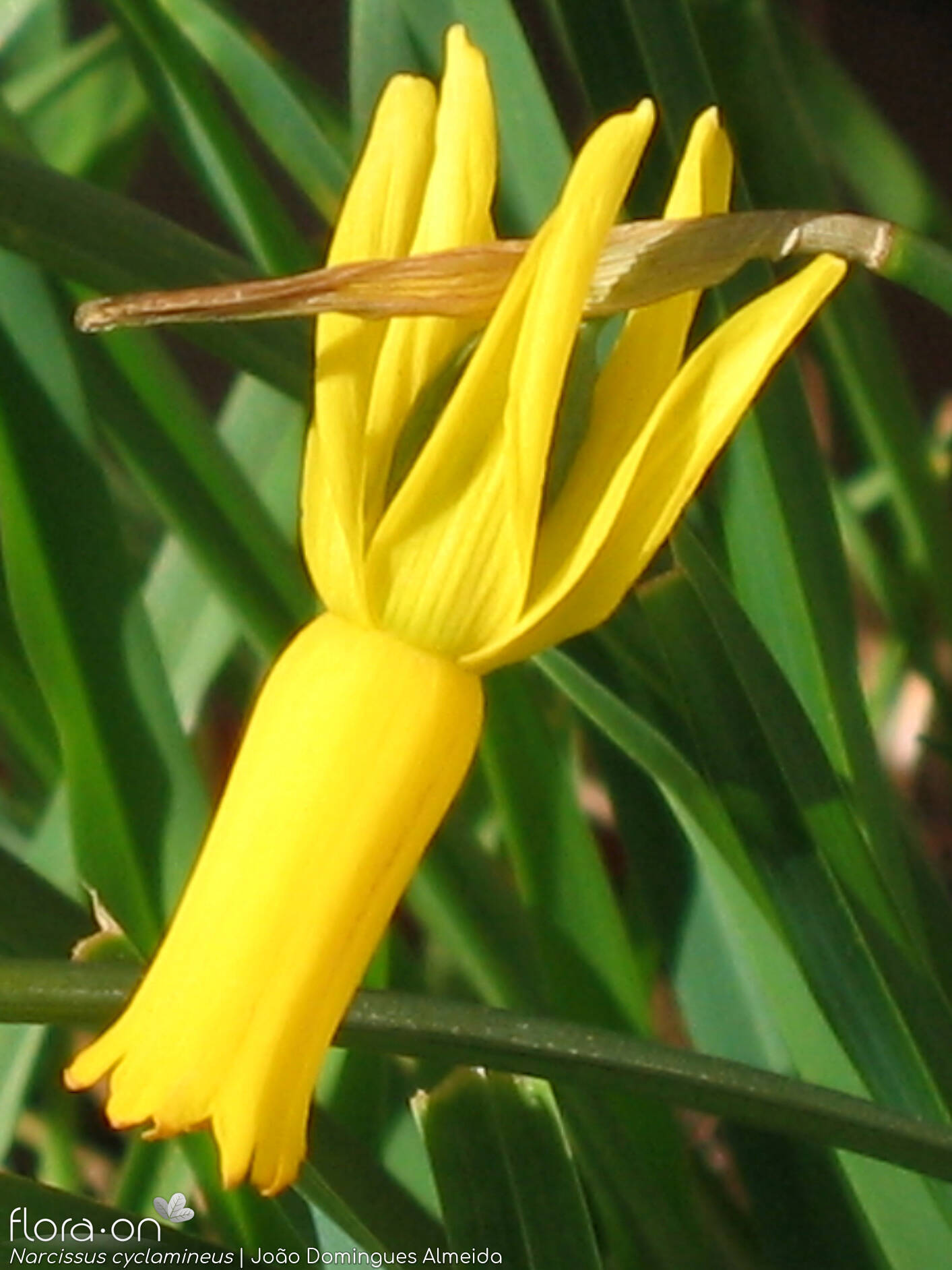 Narcissus cyclamineus - Flor (close-up) | João Domingues Almeida; CC BY-NC 4.0