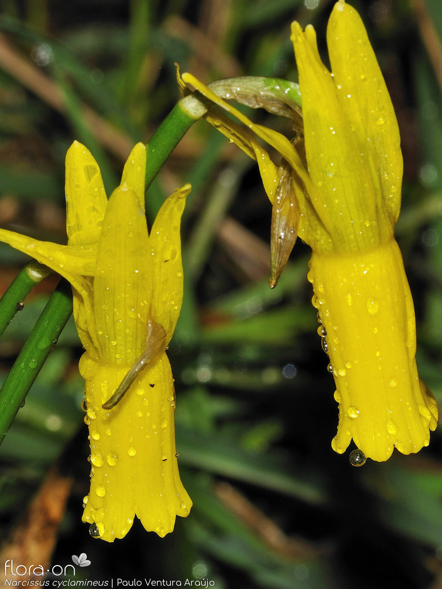 Narcissus cyclamineus - Flor (close-up) | Paulo Ventura Araújo; CC BY-NC 4.0