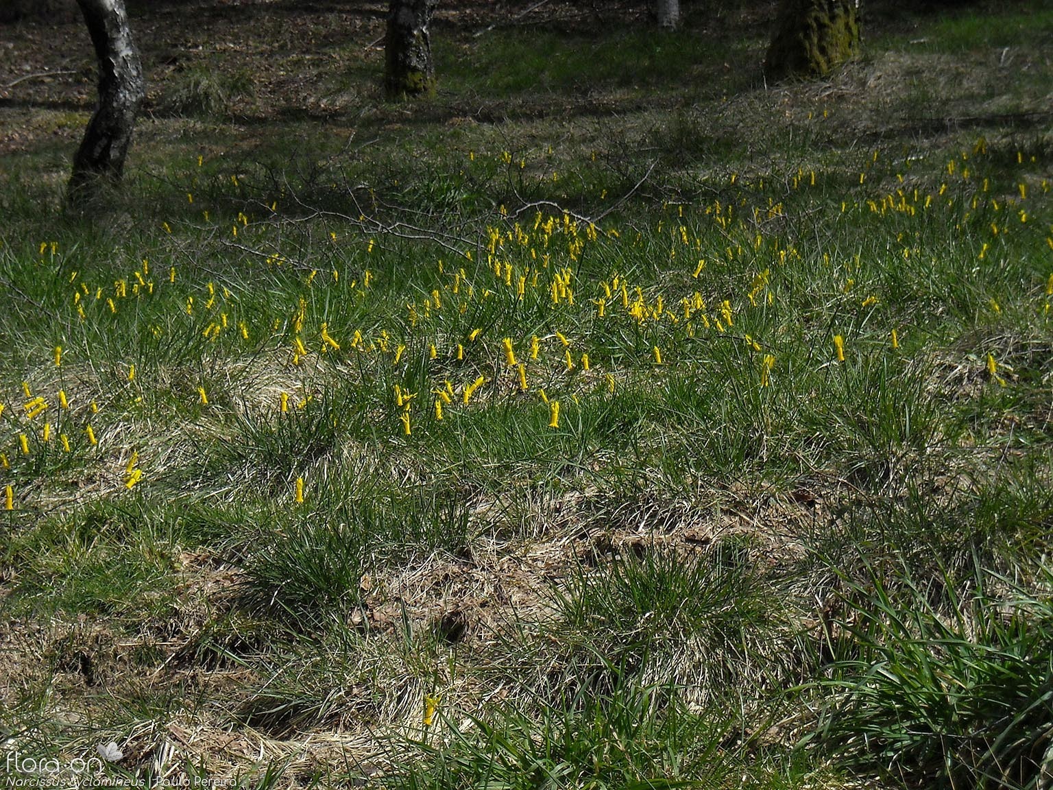 Narcissus cyclamineus - Habitat | Paulo Pereira; CC BY-NC 4.0