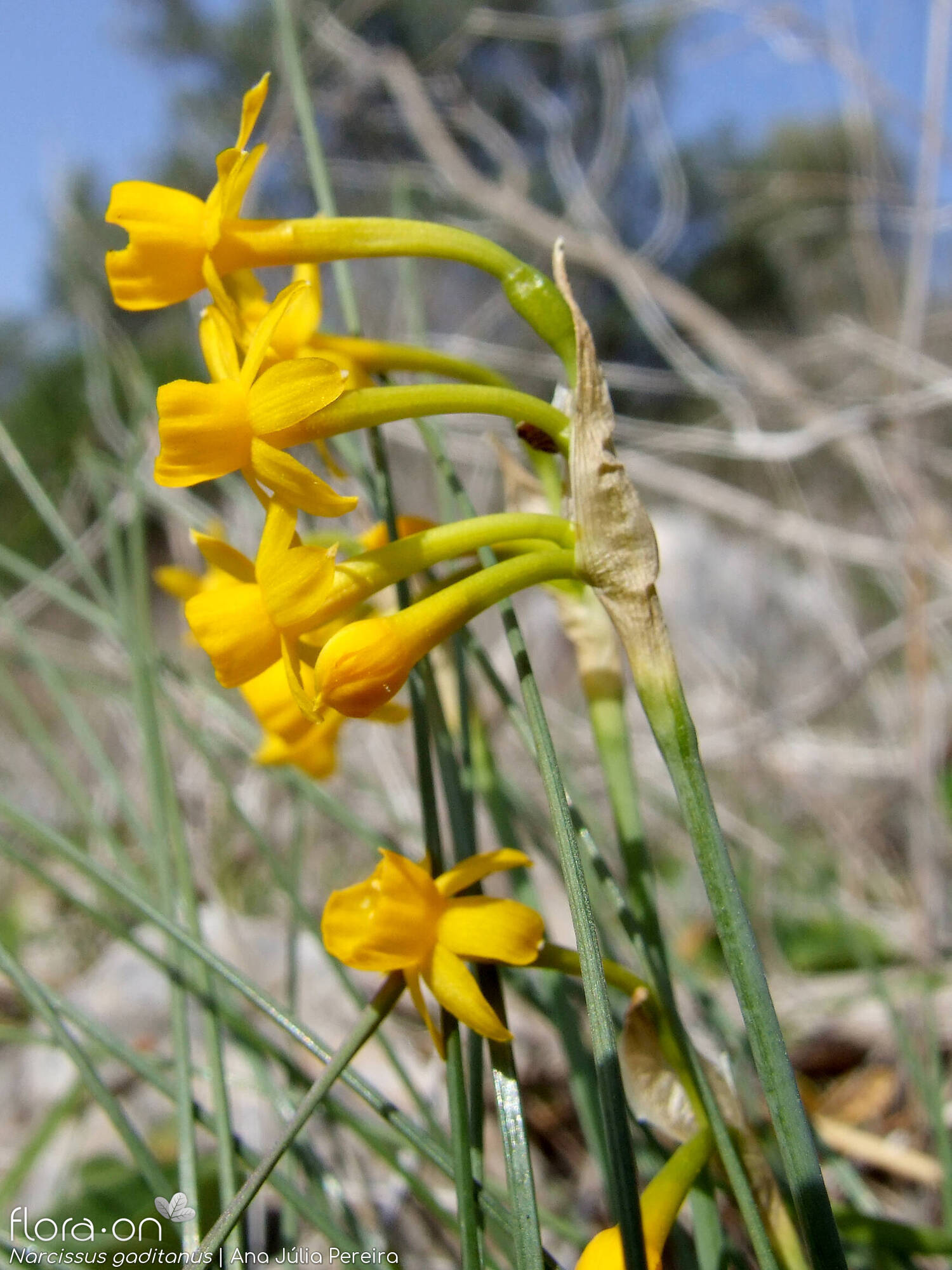 Narcissus gaditanus - Flor (geral) | Ana Júlia Pereira; CC BY-NC 4.0