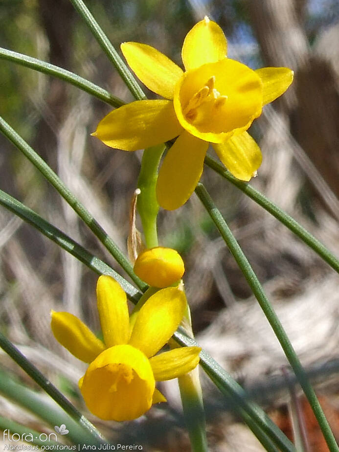 Narcissus gaditanus - Flor (close-up) | Ana Júlia Pereira; CC BY-NC 4.0