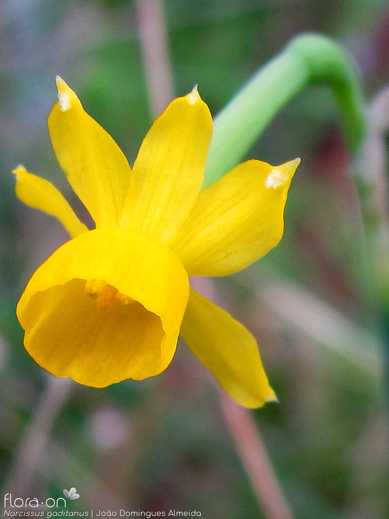 Narcissus gaditanus - Flor (close-up) | João Domingues Almeida; CC BY-NC 4.0