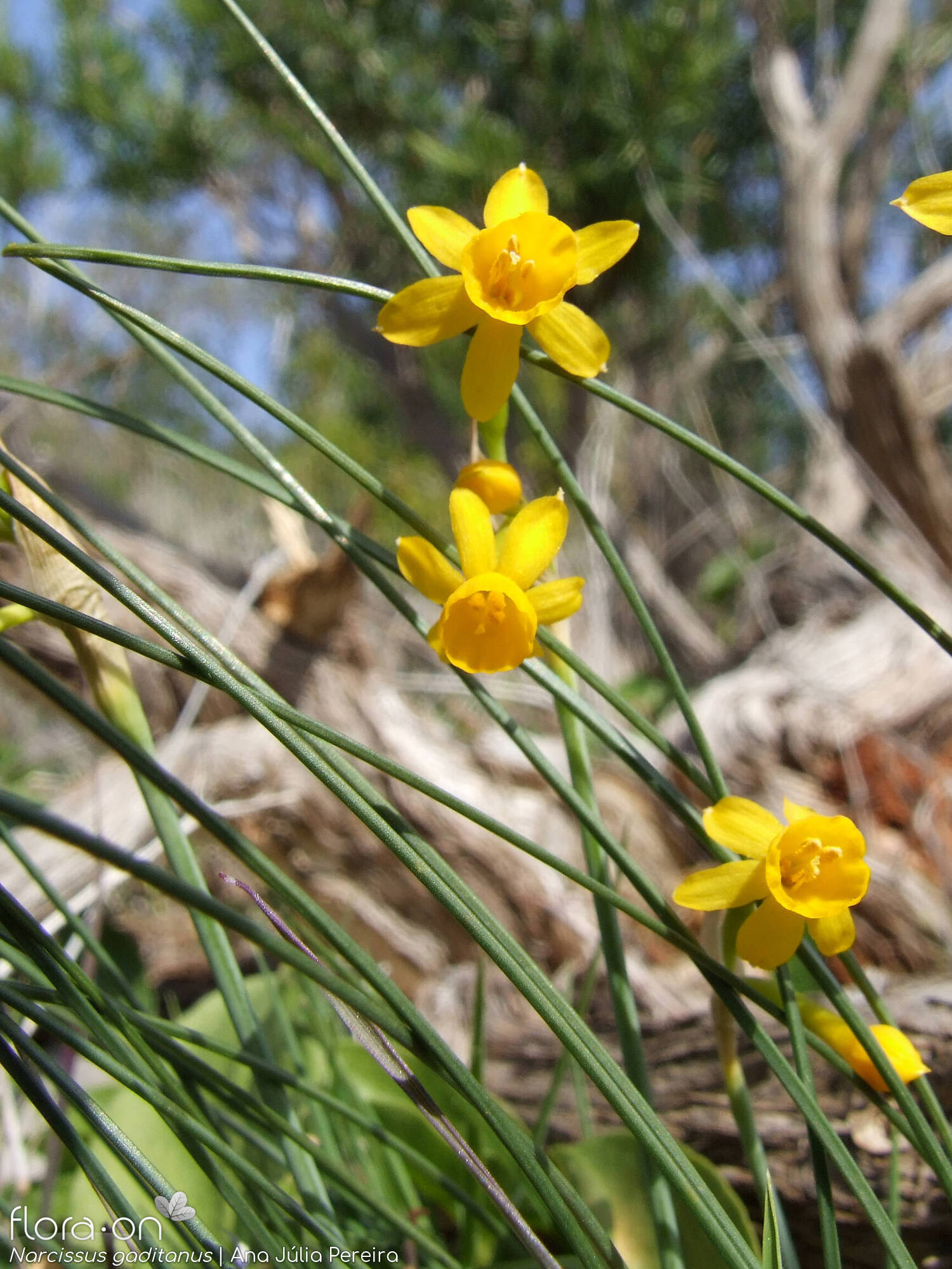 Narcissus gaditanus - Flor (geral) | Ana Júlia Pereira; CC BY-NC 4.0