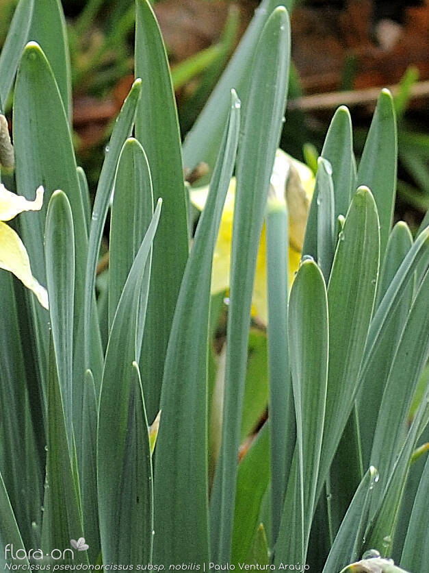 Narcissus pseudonarcissus - Folha | Paulo Ventura Araújo; CC BY-NC 4.0