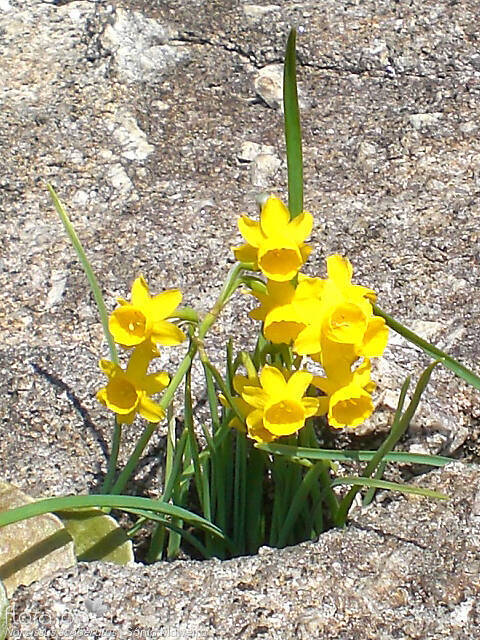 Narcissus scaberulus - Hábito | Sónia Malveiro; CC BY-NC 4.0