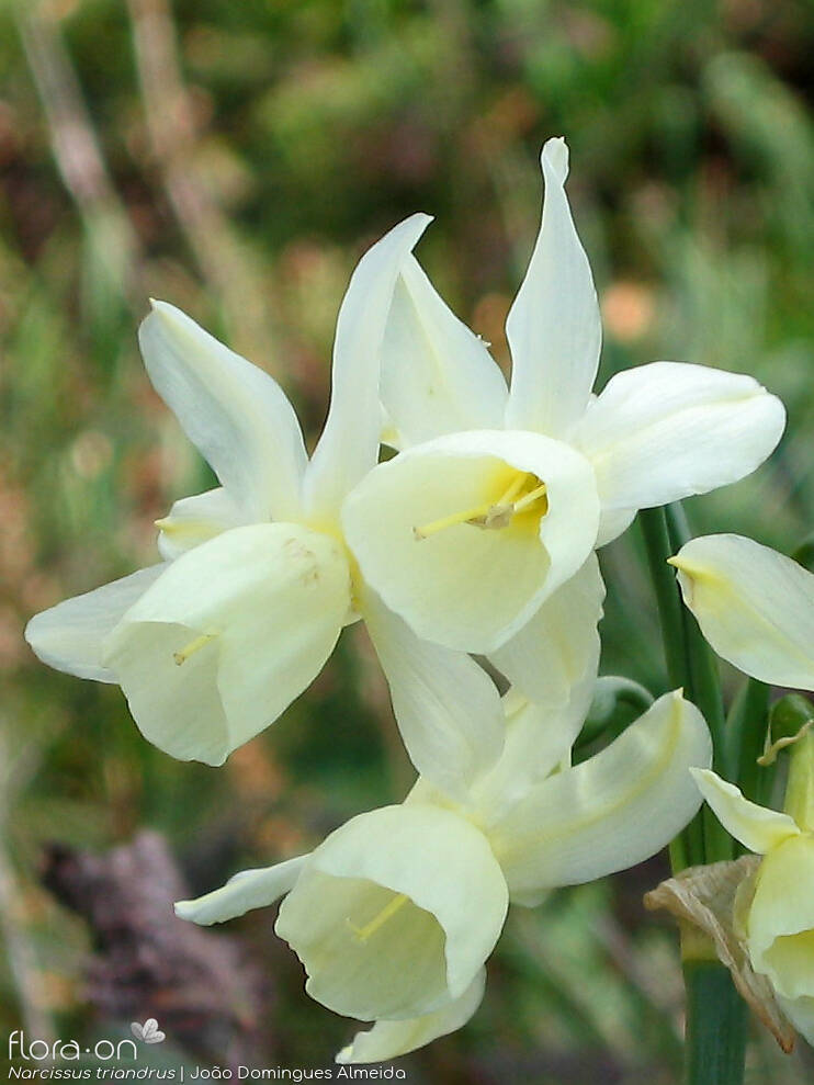 Narcissus triandrus - Flor (close-up) | João Domingues Almeida; CC BY-NC 4.0