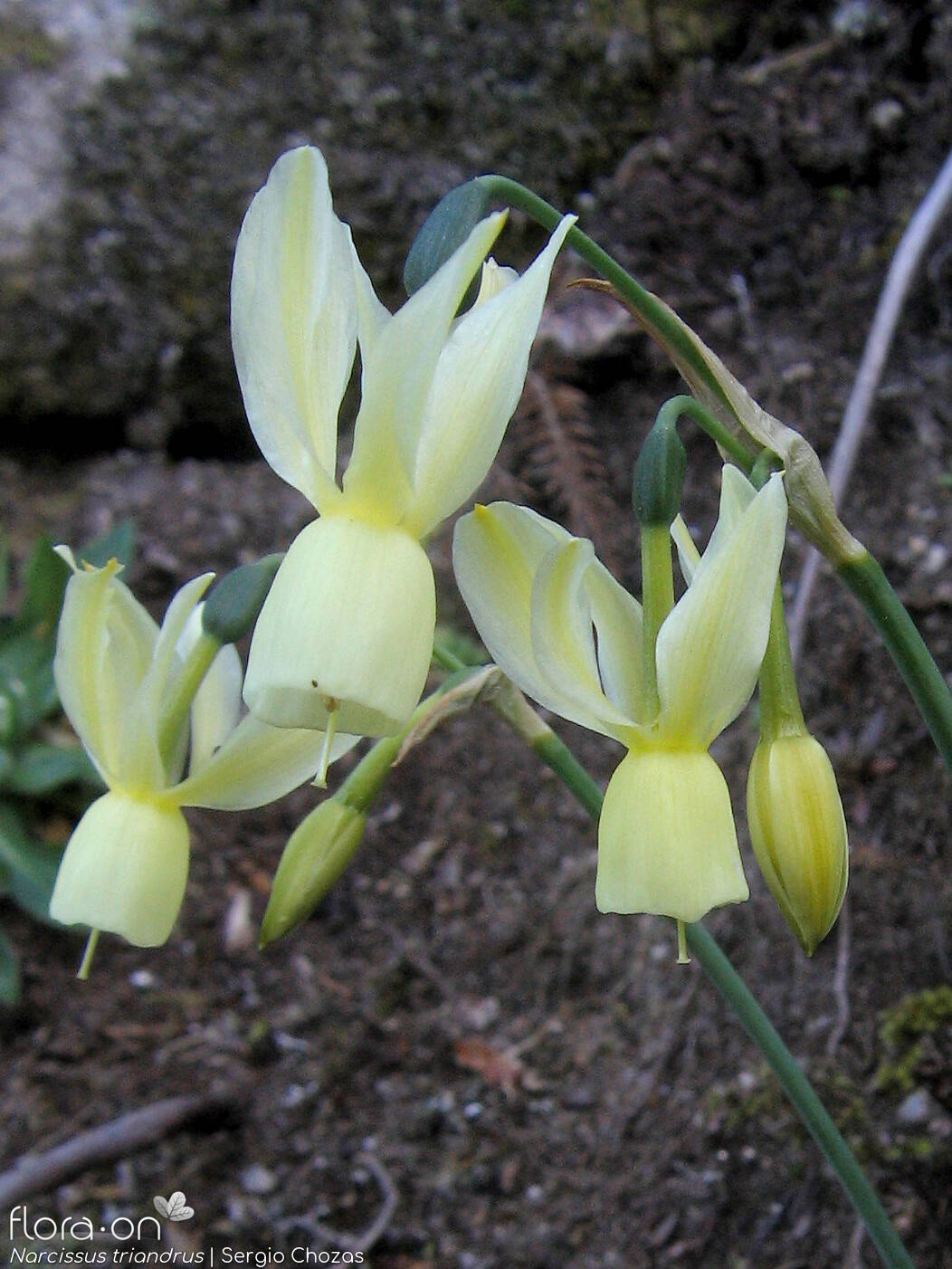 Narcissus triandrus - Flor (geral) | Sergio Chozas; CC BY-NC 4.0