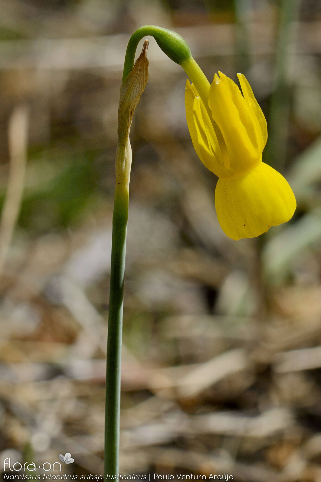 Narcissus triandrus - Flor (geral) | Paulo Ventura Araújo; CC BY-NC 4.0