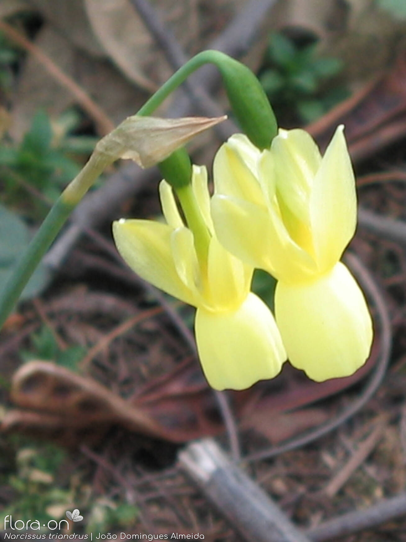 Narcissus triandrus - Flor (close-up) | João Domingues Almeida; CC BY-NC 4.0