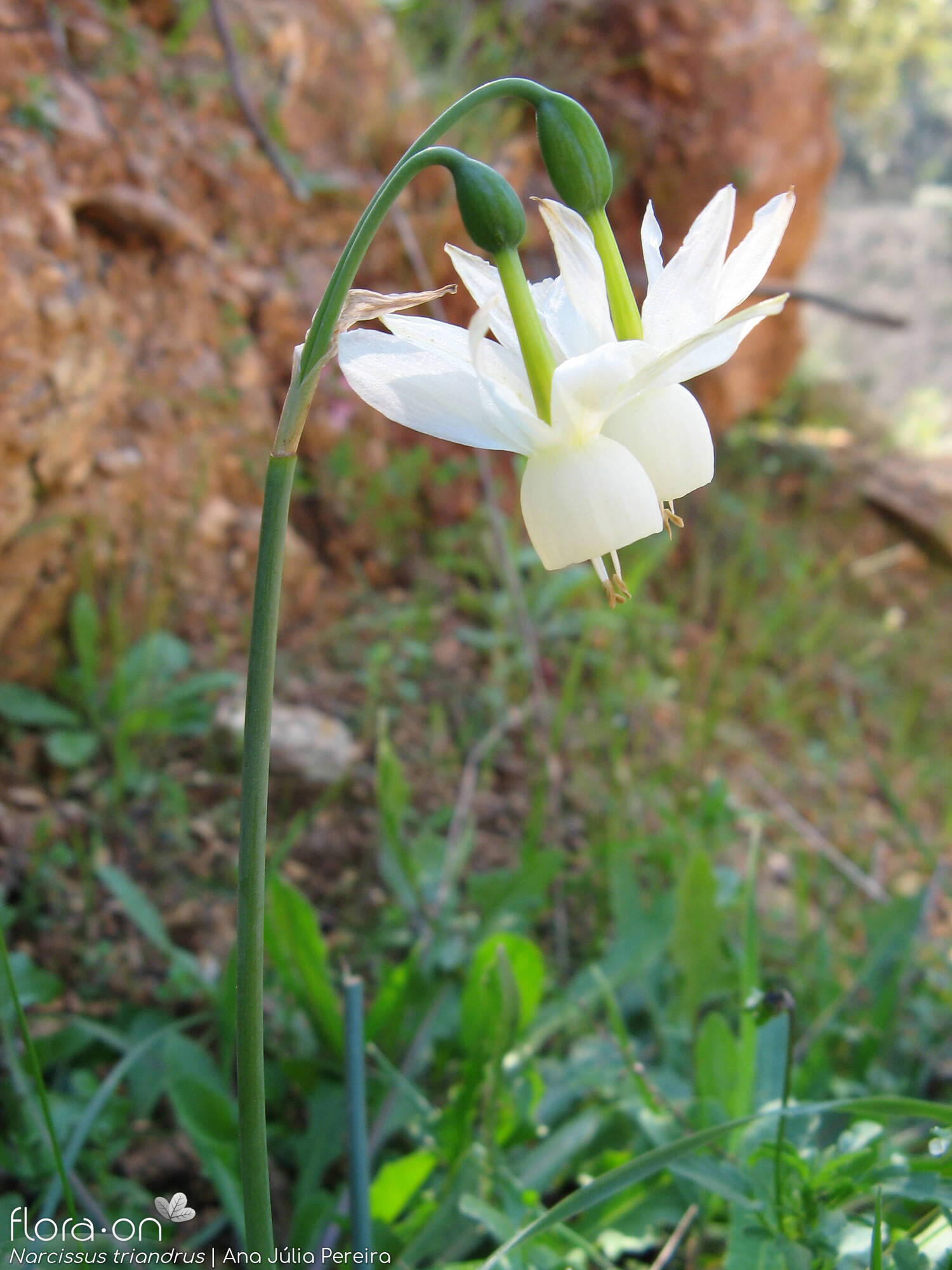 Narcissus triandrus - Hábito | Ana Júlia Pereira; CC BY-NC 4.0