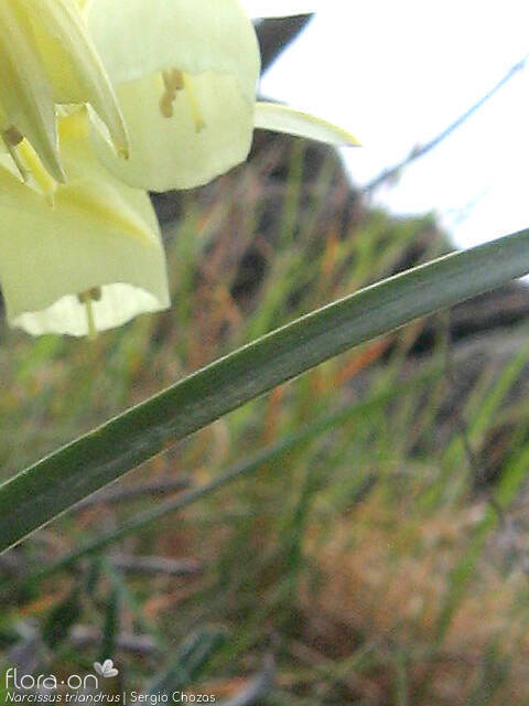 Narcissus triandrus - Folha | Sergio Chozas; CC BY-NC 4.0