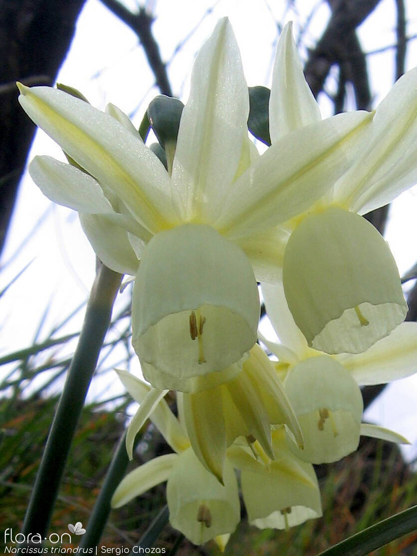 Narcissus triandrus - Flor (close-up) | Sergio Chozas; CC BY-NC 4.0