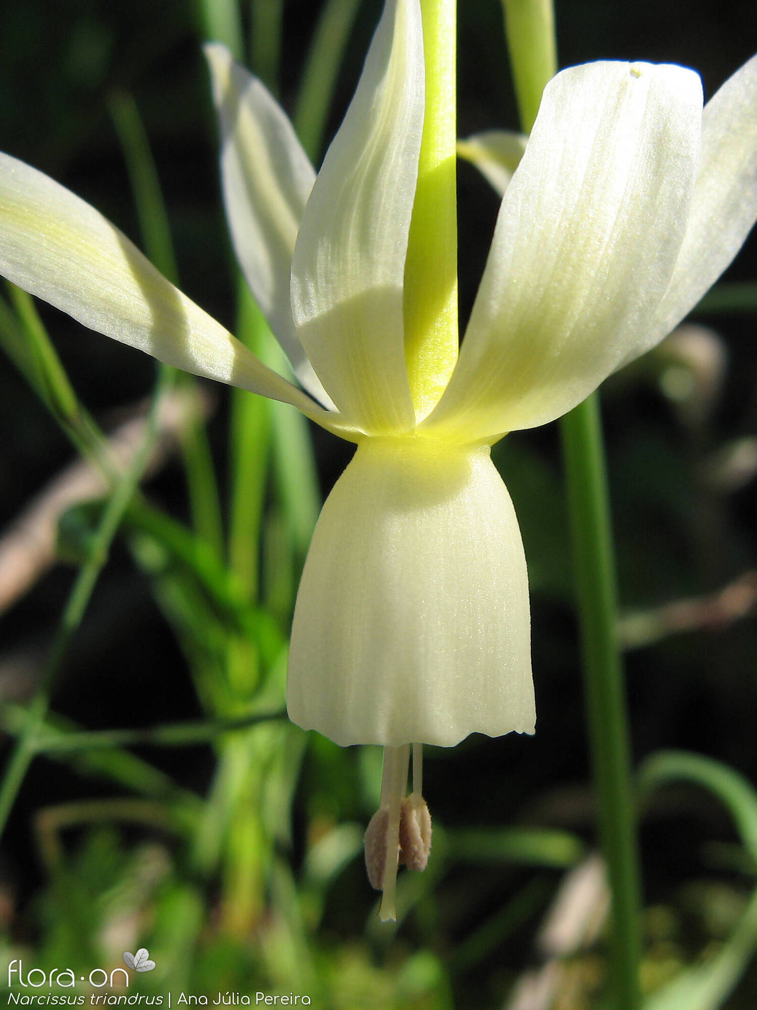 Narcissus triandrus - Flor (close-up) | Ana Júlia Pereira; CC BY-NC 4.0
