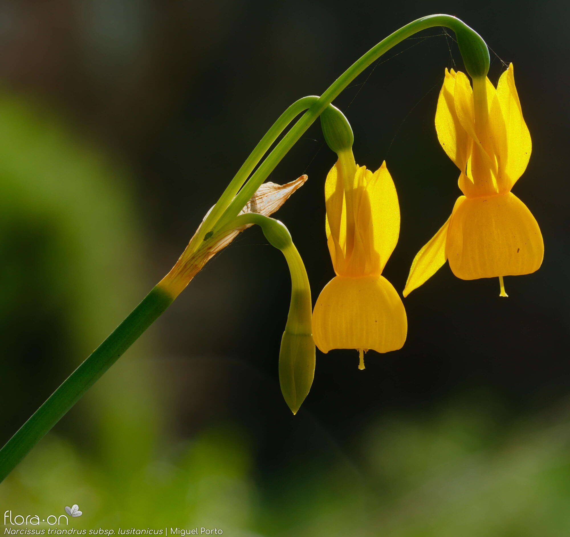 Narcissus triandrus - Flor (geral) | Miguel Porto; CC BY-NC 4.0