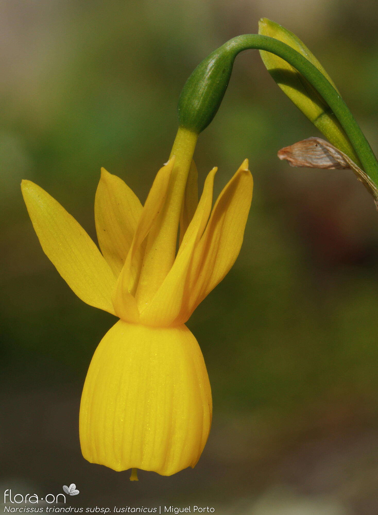 Narcissus triandrus - Flor (close-up) | Miguel Porto; CC BY-NC 4.0