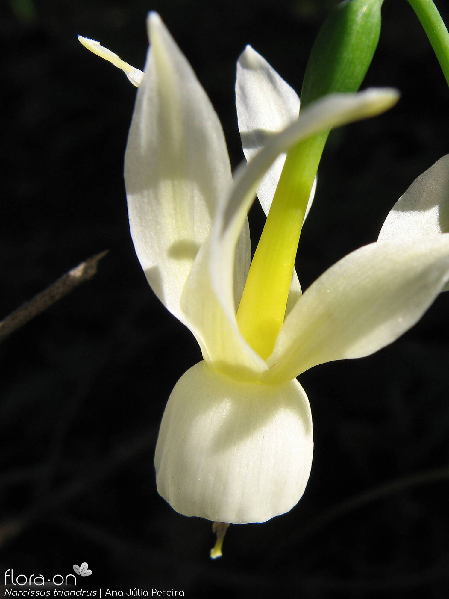 Narcissus triandrus - Flor (close-up) | Ana Júlia Pereira; CC BY-NC 4.0
