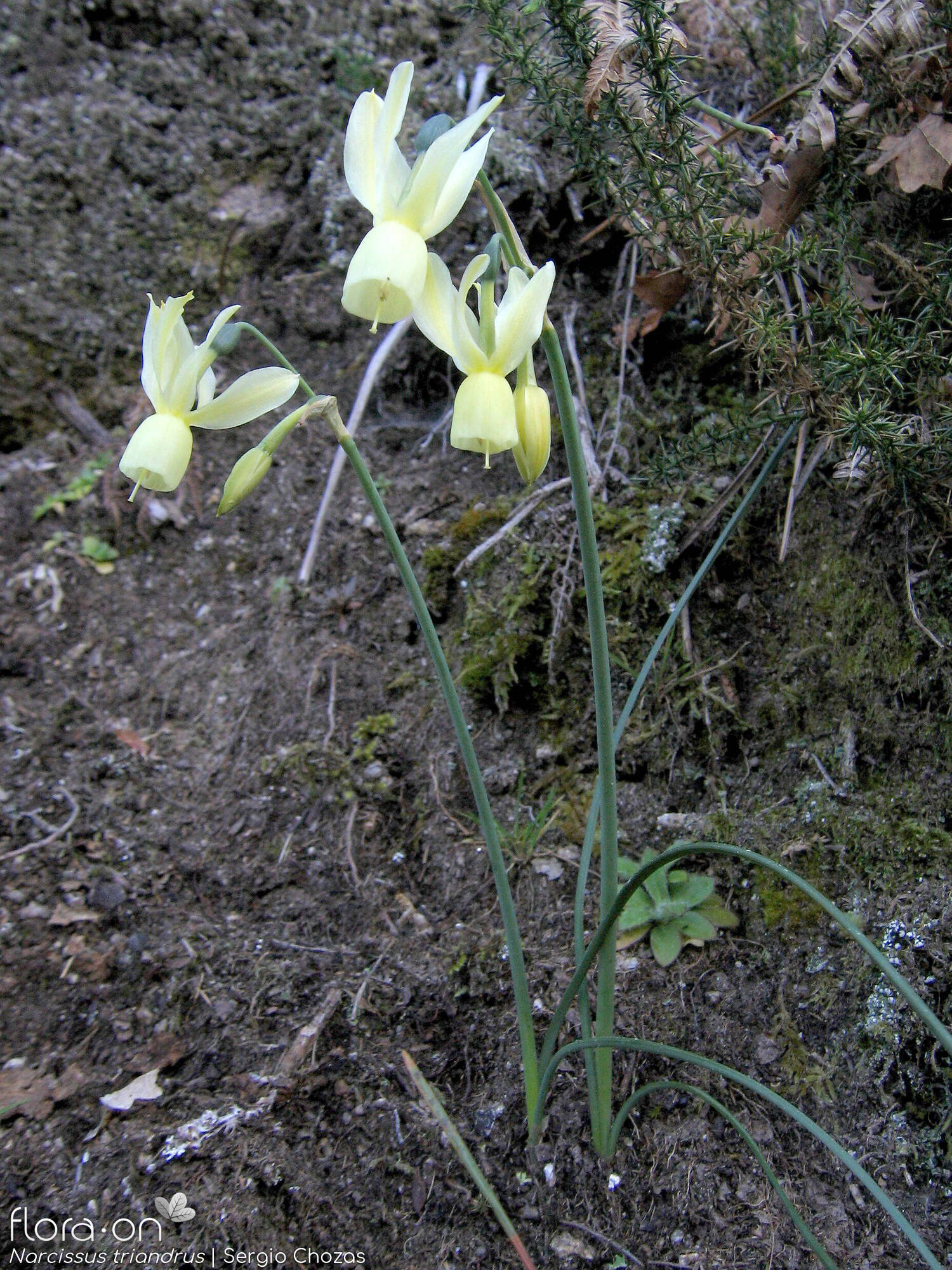 Narcissus triandrus - Hábito | Sergio Chozas; CC BY-NC 4.0