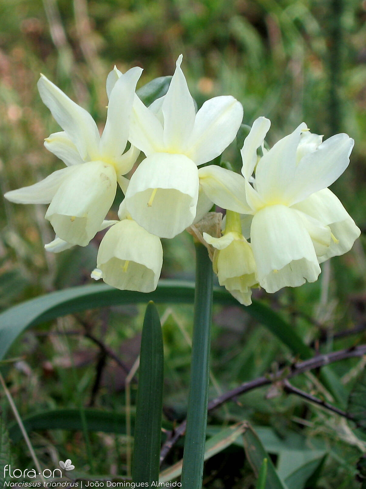 Narcissus triandrus - Flor (geral) | João Domingues Almeida; CC BY-NC 4.0