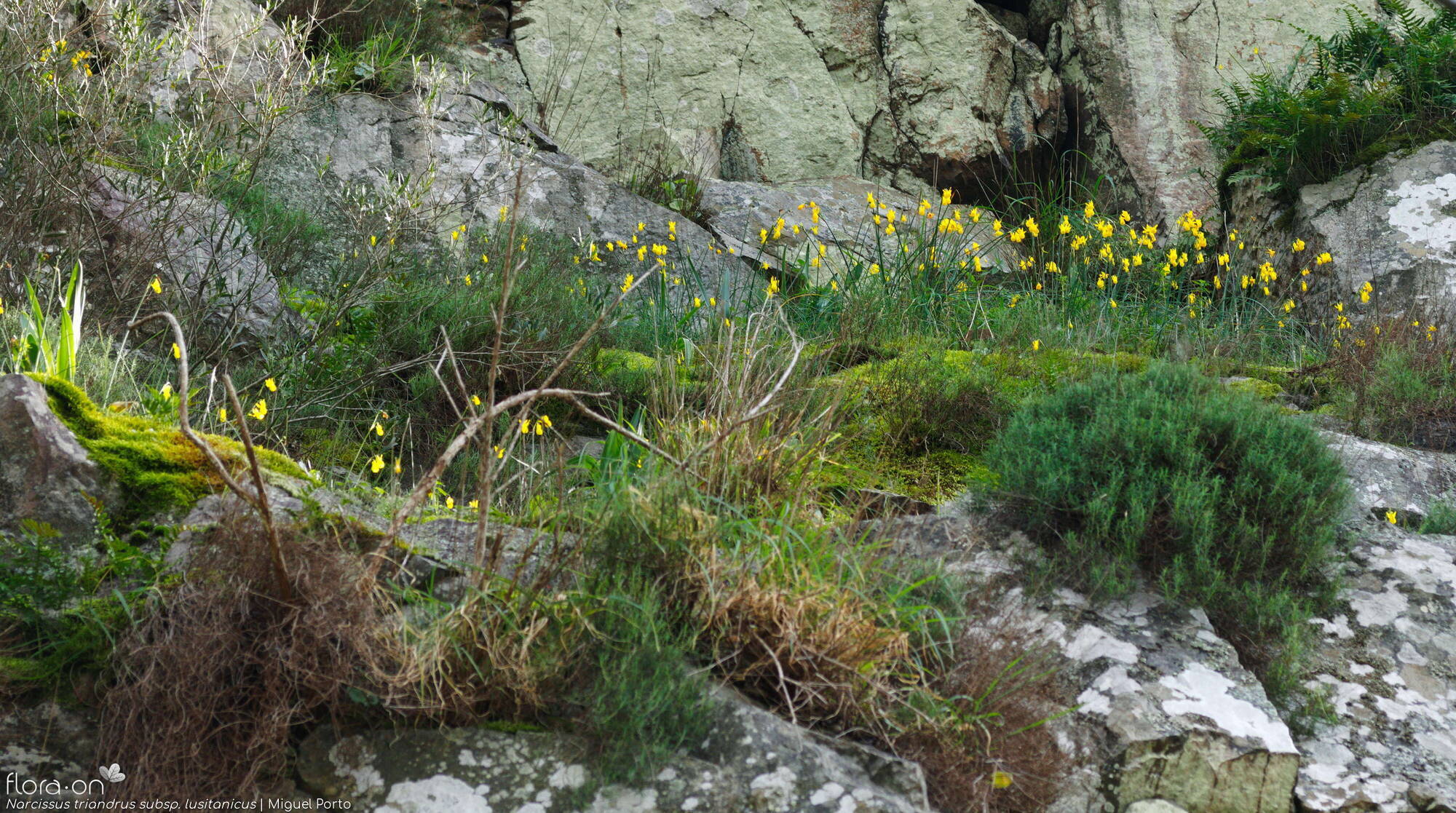 Narcissus triandrus - Habitat | Miguel Porto; CC BY-NC 4.0