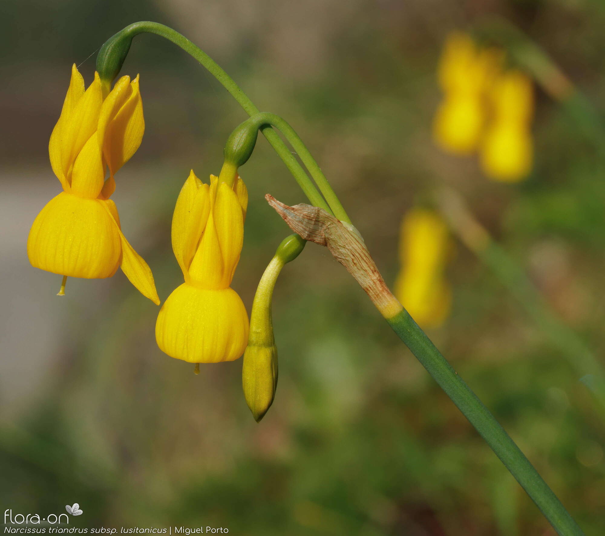 Narcissus triandrus - Flor (geral) | Miguel Porto; CC BY-NC 4.0