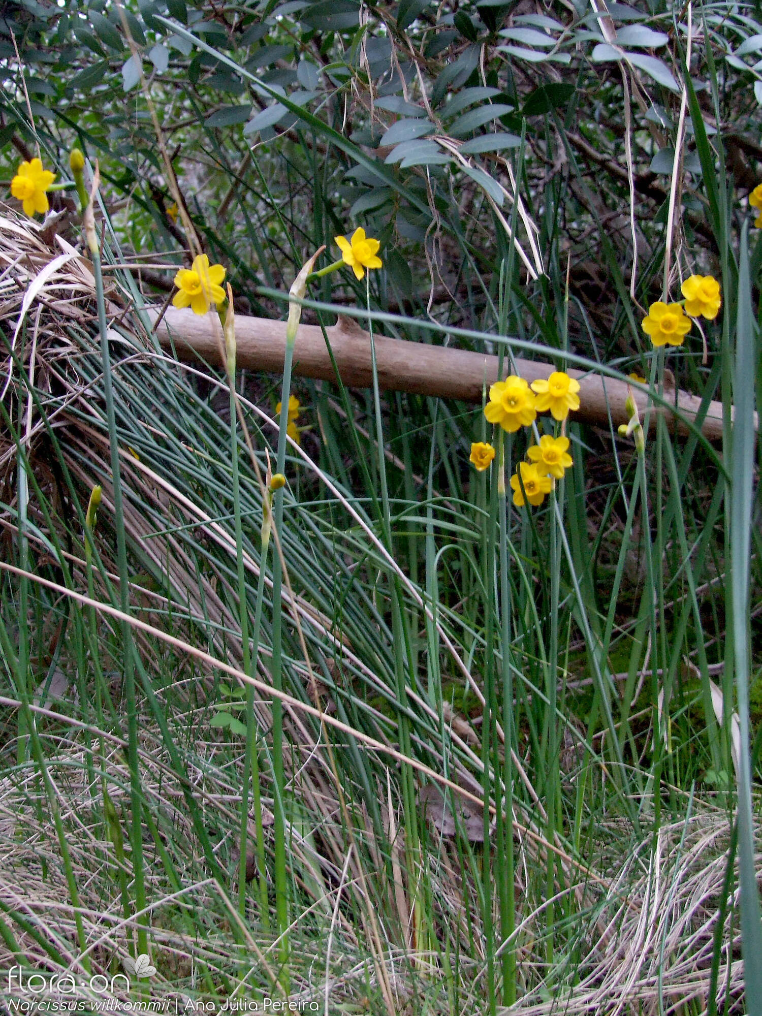 Narcissus willkommii - Hábito | Ana Júlia Pereira; CC BY-NC 4.0