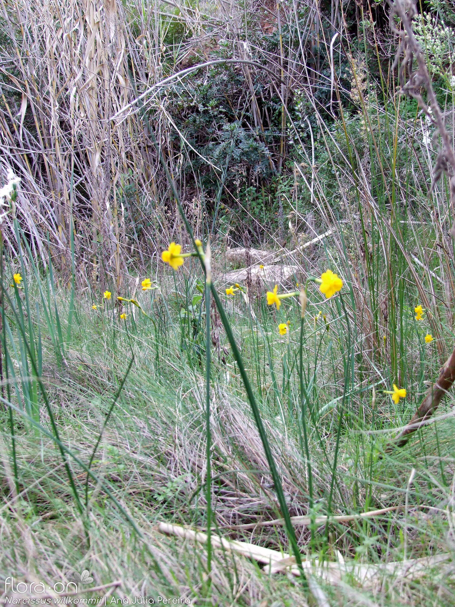 Narcissus willkommii - Habitat | Ana Júlia Pereira; CC BY-NC 4.0