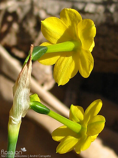 Narcissus willkommii - Flor (close-up) | André Carapeto; CC BY-NC 4.0