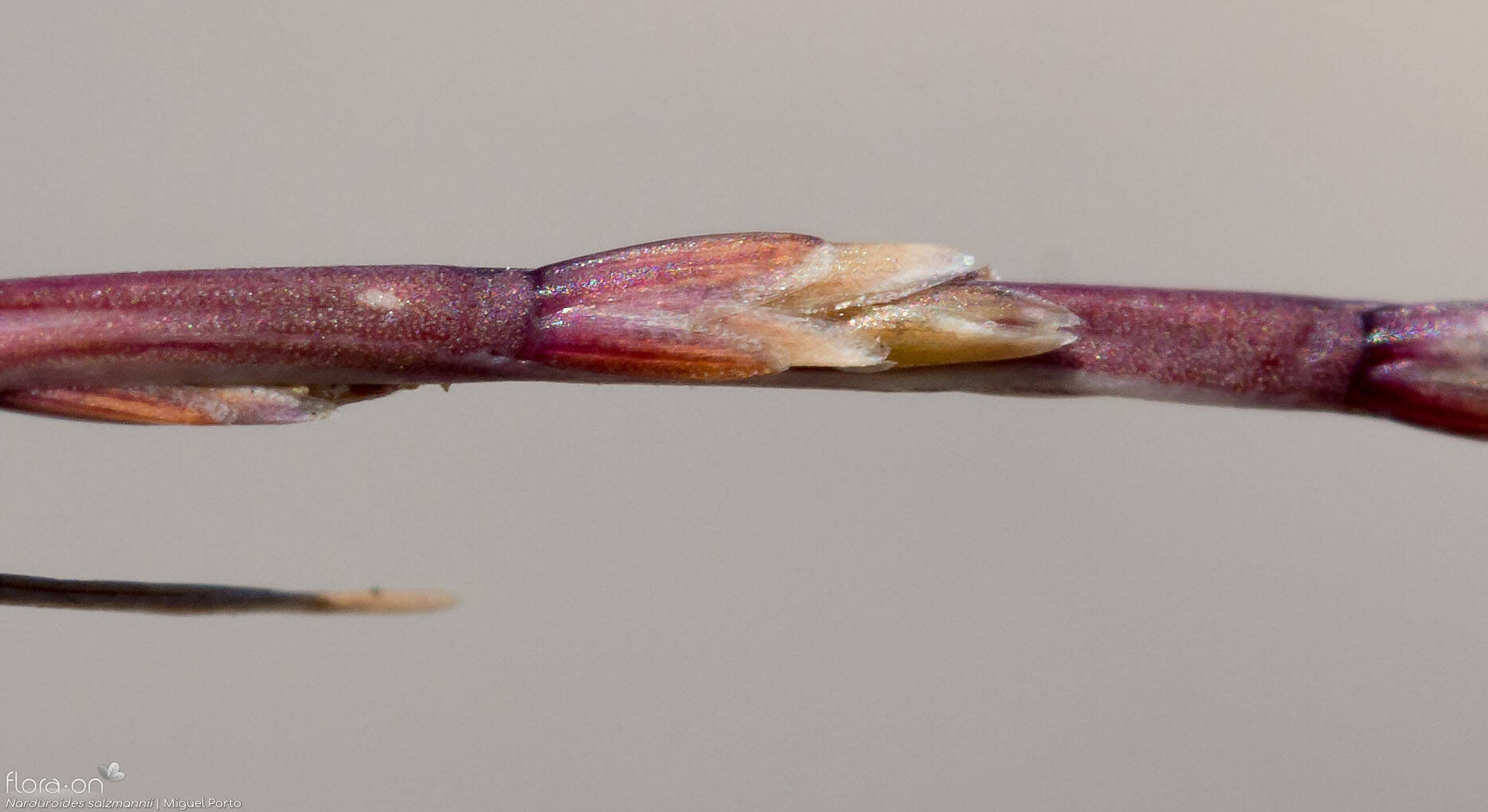 Narduroides salzmannii - Flor (close-up) | Miguel Porto; CC BY-NC 4.0