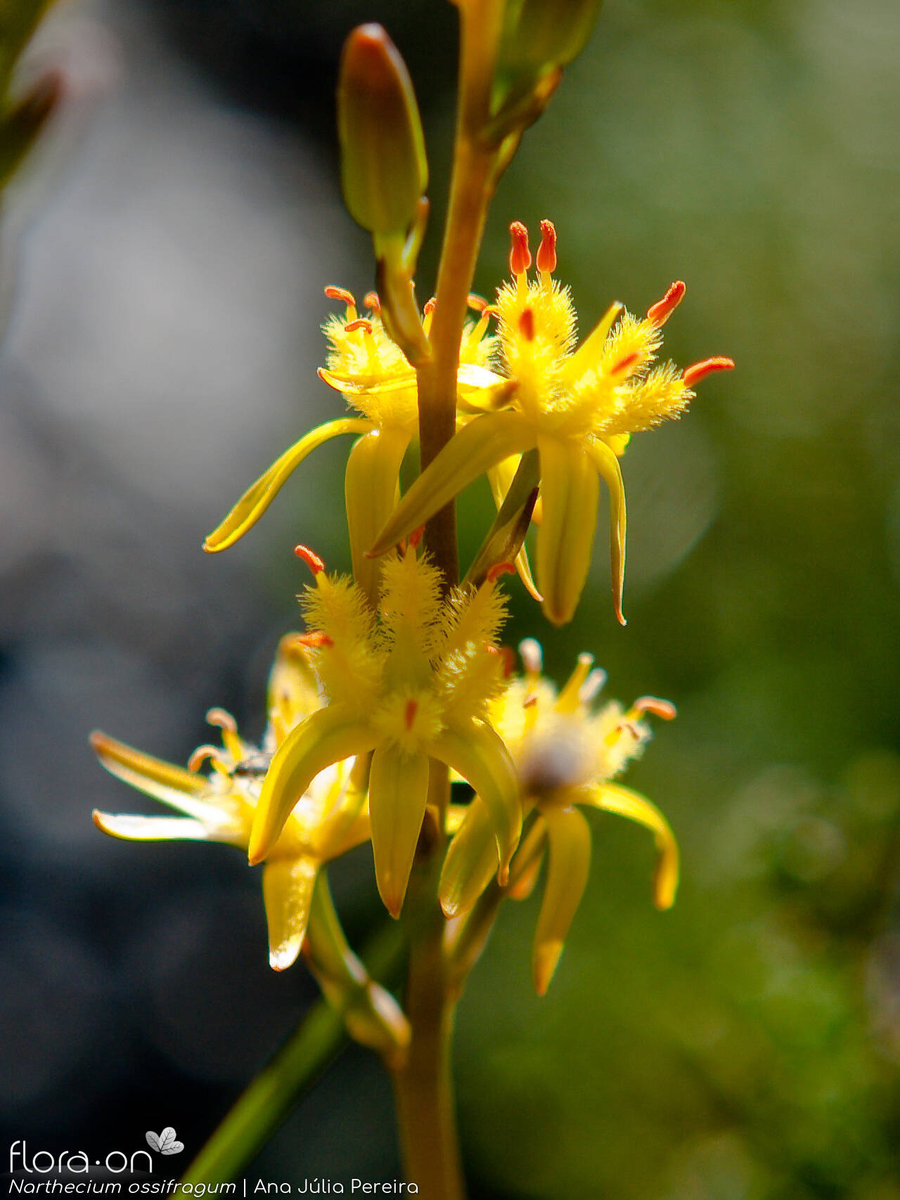 Narthecium ossifragum - Flor (close-up) | Ana Júlia Pereira; CC BY-NC 4.0