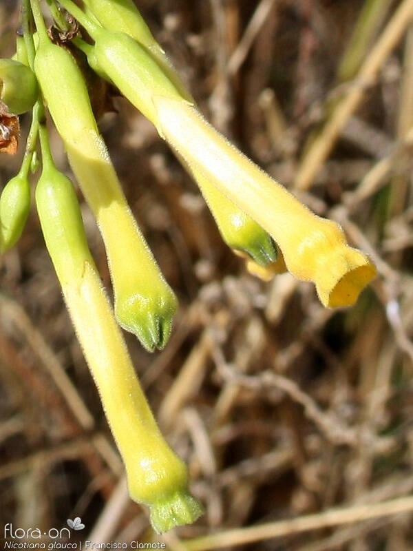 Nicotiana glauca - Flor (close-up) | Francisco Clamote; CC BY-NC 4.0