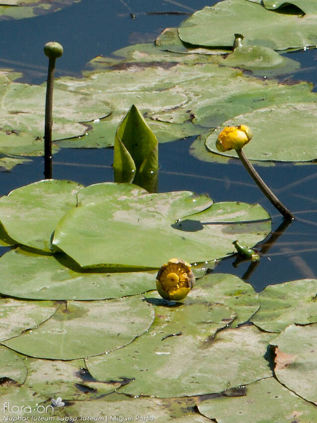 Nuphar luteum luteum - Flor (geral) | Miguel Porto; CC BY-NC 4.0