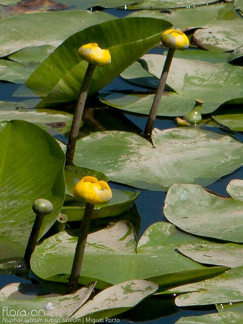 Nuphar luteum luteum - Flor (geral) | Miguel Porto; CC BY-NC 4.0