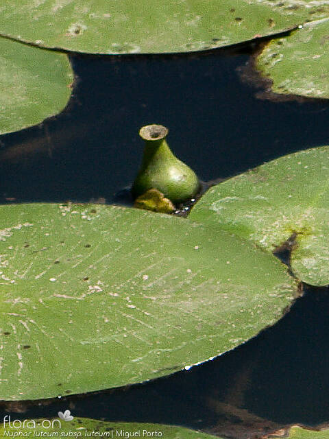Nuphar luteum luteum - Fruto | Miguel Porto; CC BY-NC 4.0