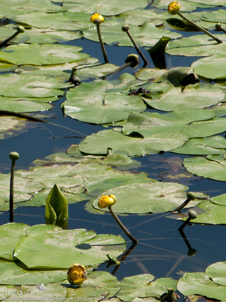 Nuphar luteum luteum - Hábito | Miguel Porto; CC BY-NC 4.0