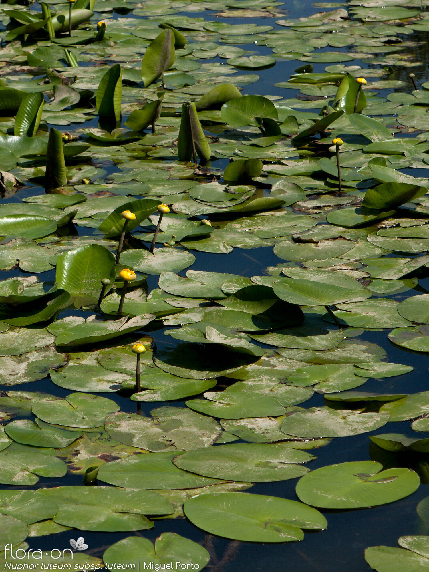 Nuphar luteum luteum - Hábito | Miguel Porto; CC BY-NC 4.0
