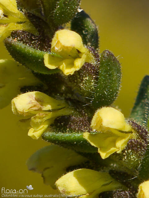 Odontites viscosus australis - Flor (close-up) | Miguel Porto; CC BY-NC 4.0